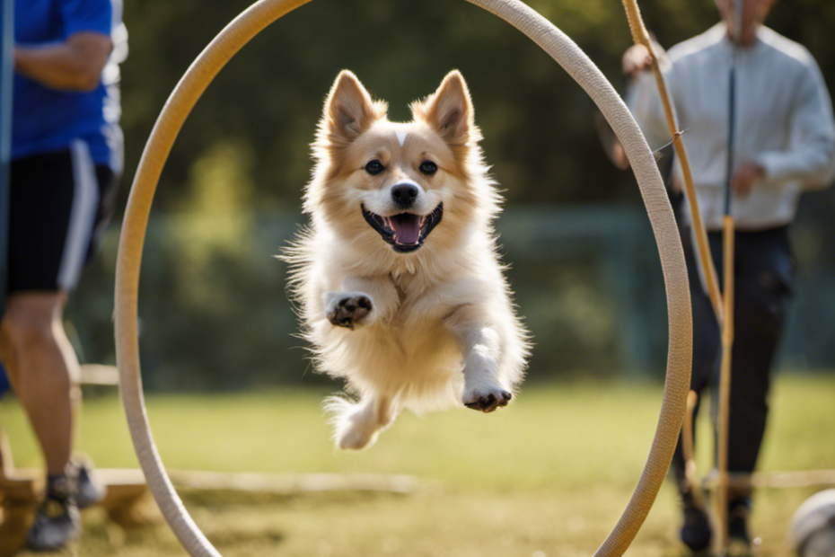 dog jumping through a hoop, a stick in its mouth, a trainer throwing a disc, a dog running around an agility course, and a dog sitting attentively in front of a trainer
