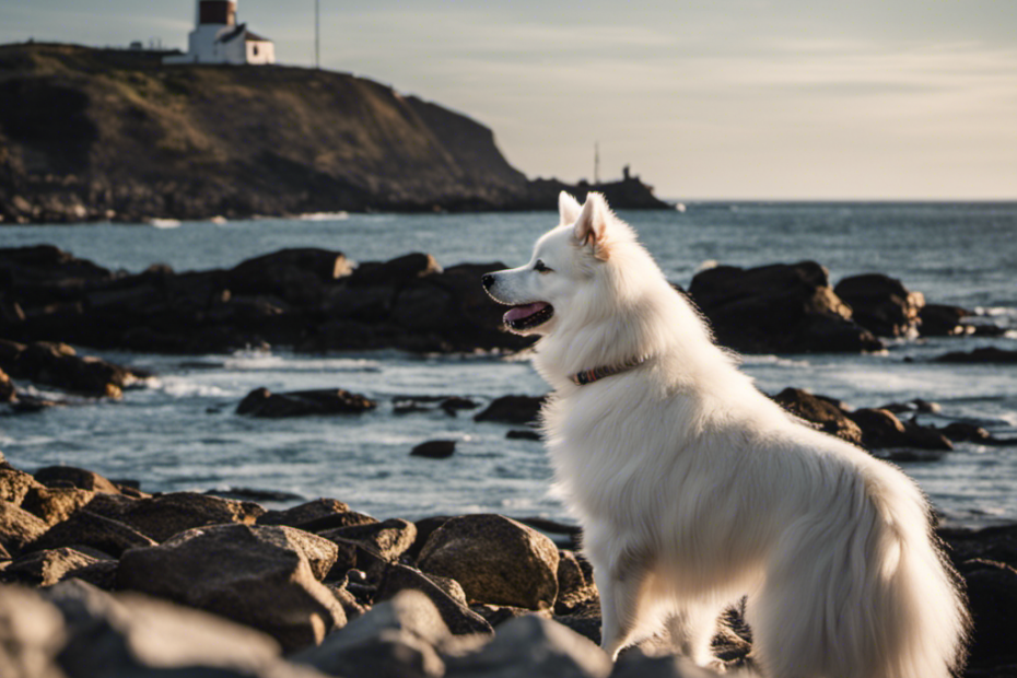 Spitz dog in profile, standing on a rocky beach with a view of a distant lighthouse