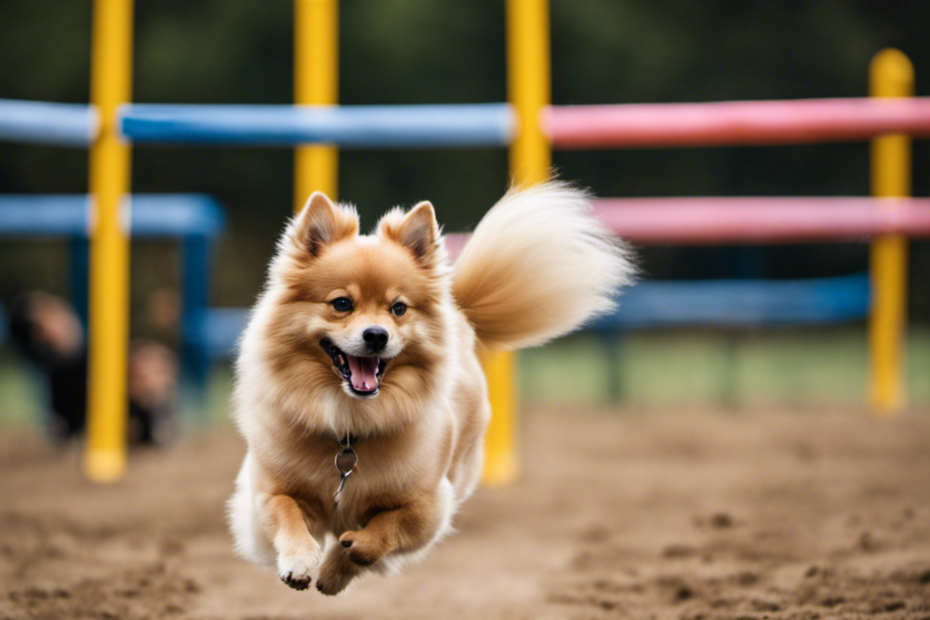 a captivating image of a well-groomed Spitz dog gracefully prancing through an agility course, showcasing its impeccable obedience, shiny coat, and impressive showmanship