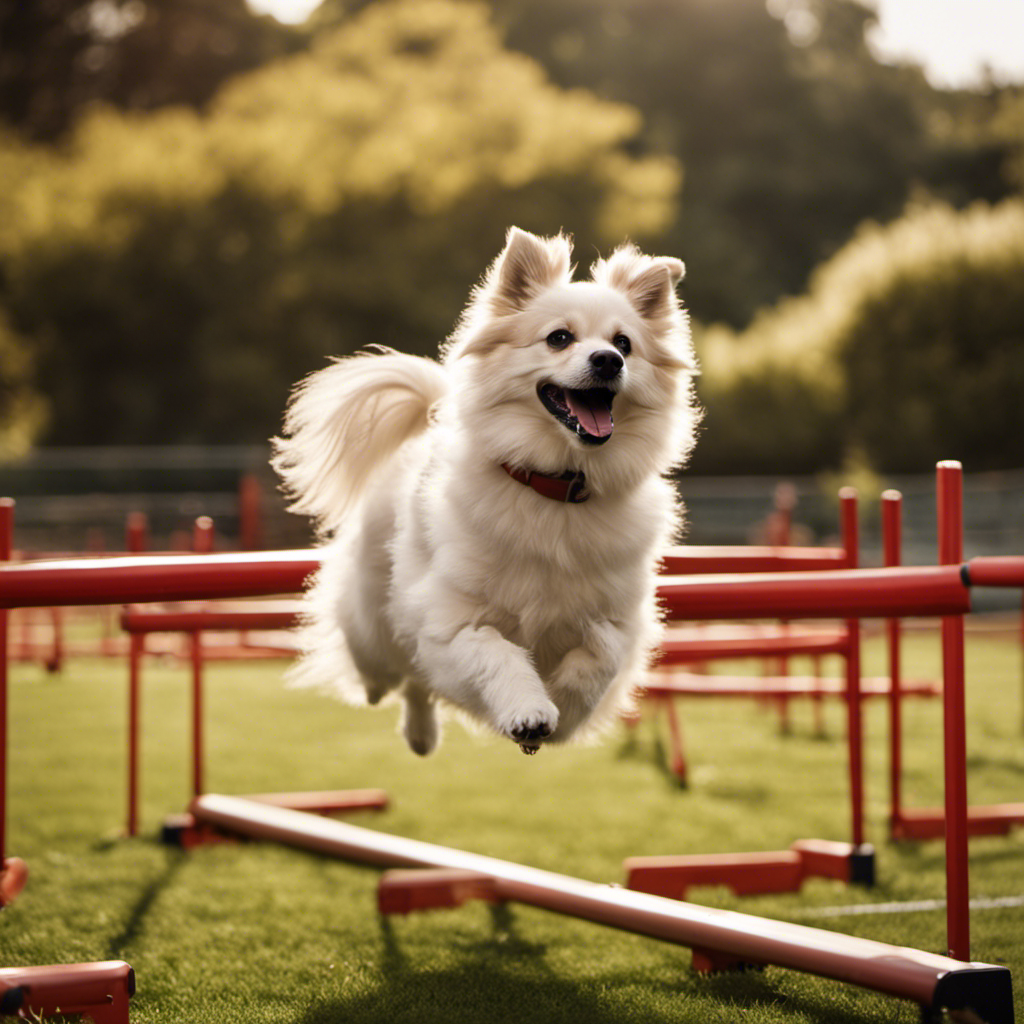 Beginner s Guide To Training Your Spitz Pooch Spitz Dogs beginner-s-guide-to-training-your-spitz-pooch-spitz-dogs