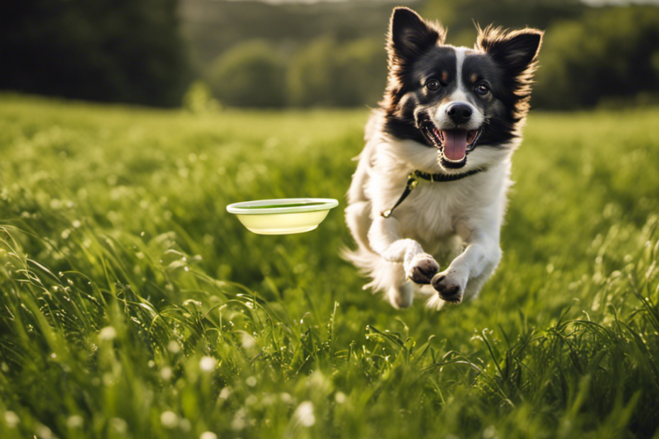 An image showcasing a lively Spitz dog gleefully bounding through a lush green field, effortlessly catching a frisbee mid-air, while their devoted owner smiles, holding a bowl filled with premium, nutrient-rich dog food