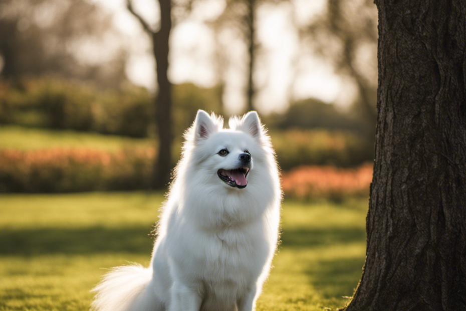An image showcasing a Japanese Spitz engaged in three training techniques: "Sit and Stay," "Fetch and Retrieve," and "High Five