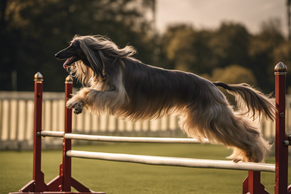 An image capturing the exhilarating moment when the grand champion, an elegant Afghan Hound, gracefully leaps over a hurdle, showcasing the triumph and grace that unfolded at the recent dog show